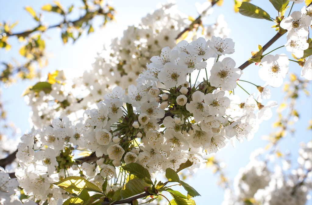 Terre fertile Hesbaye